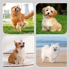 Waterproof, anti-slip dog socks with silicone soles for paw protection and grip on slippery surfaces.