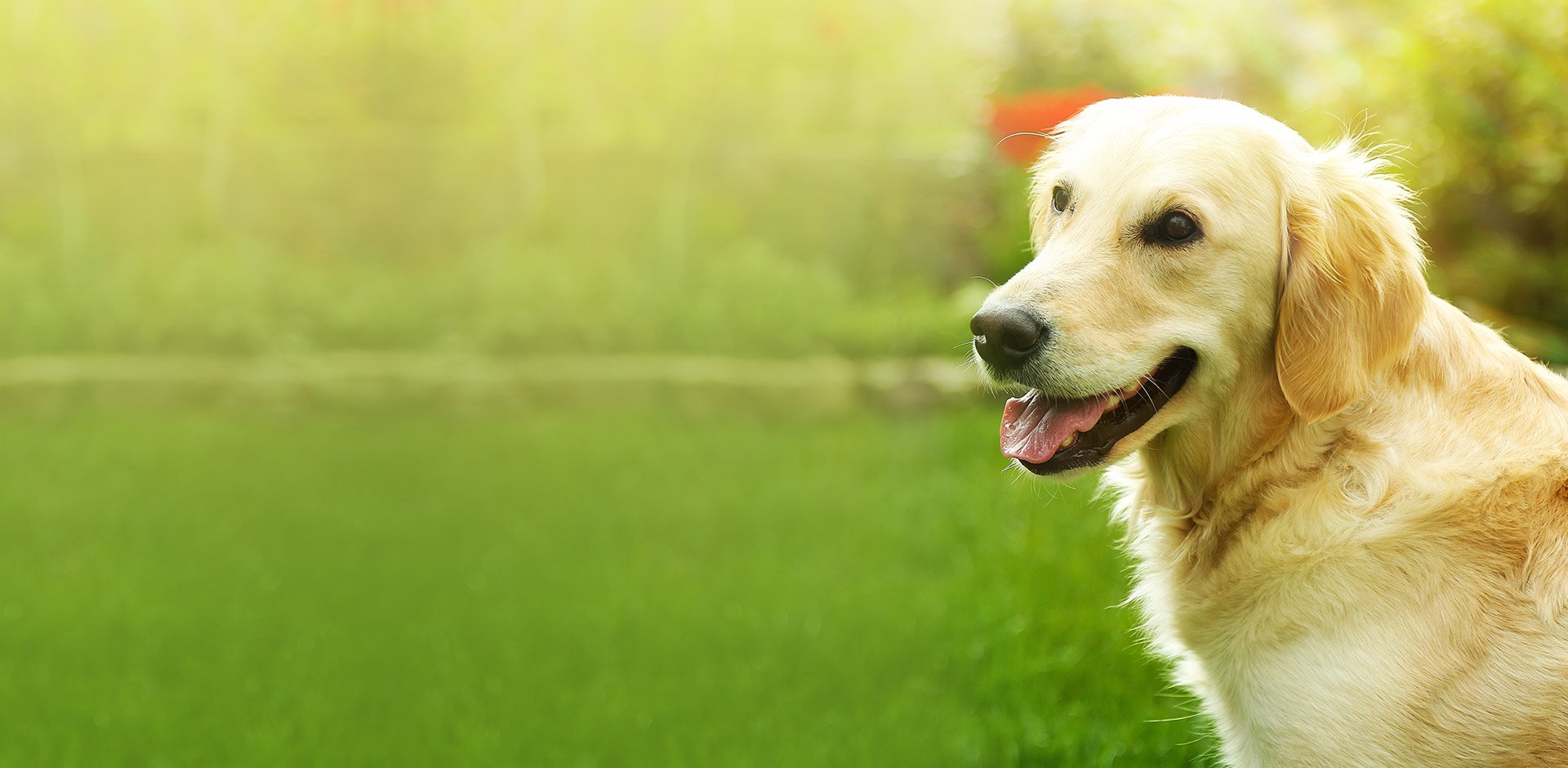 image of happy yellow adult dog