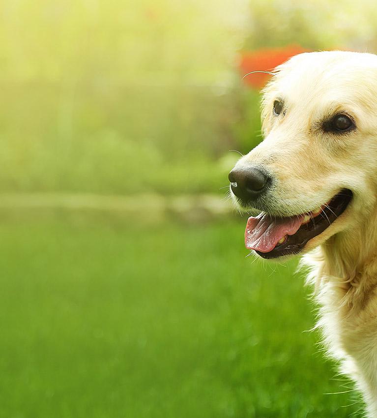image of happy yellow adult dog