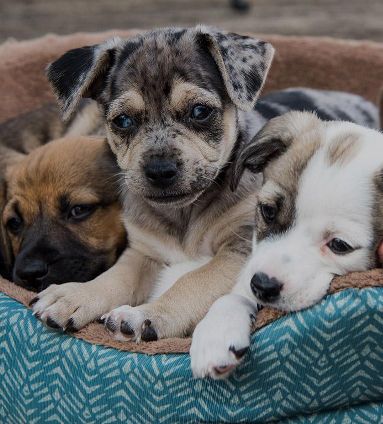 image of four puppies in a pet bed